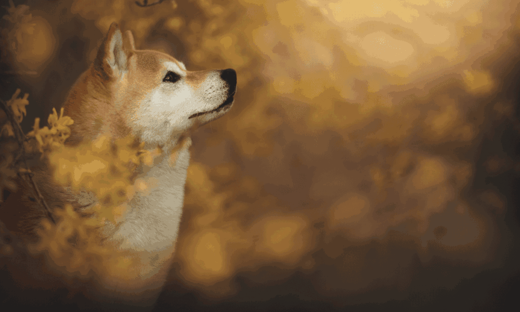 Shiba Inu, Pepe, Dogecoin Explode by Double Digits, Total Liquidations Up to $150M
